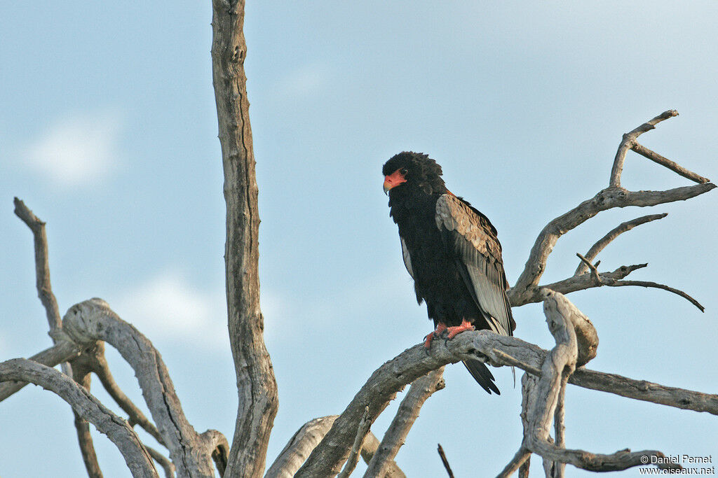 Bateleur des savanesadulte, identification