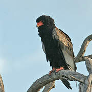 Bateleur des savanes