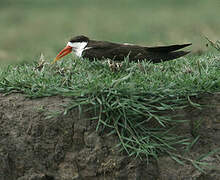 African Skimmer