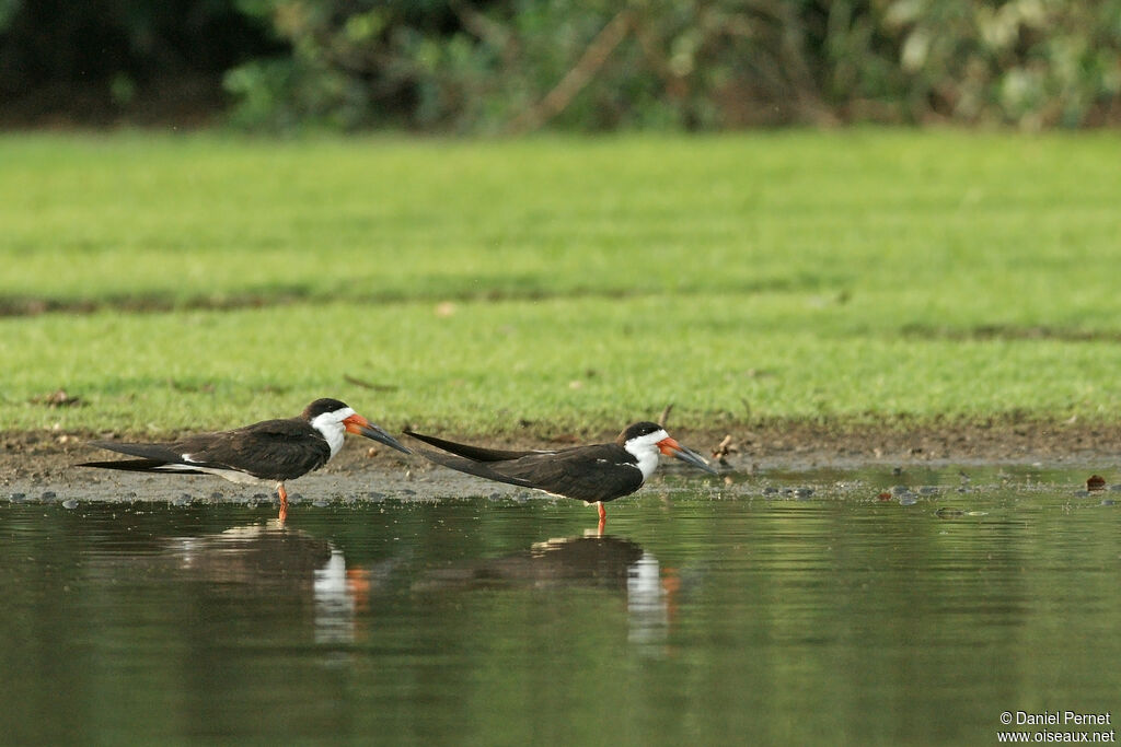 Black Skimmer adult, identification, Behaviour