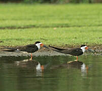 Black Skimmer