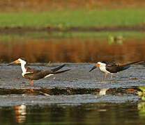 Black Skimmer