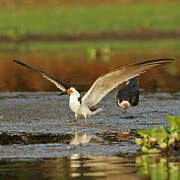 Black Skimmer