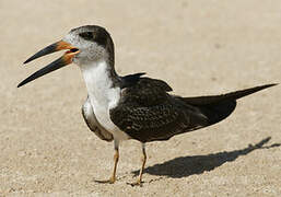 Black Skimmer