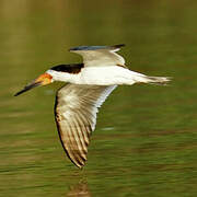 Black Skimmer