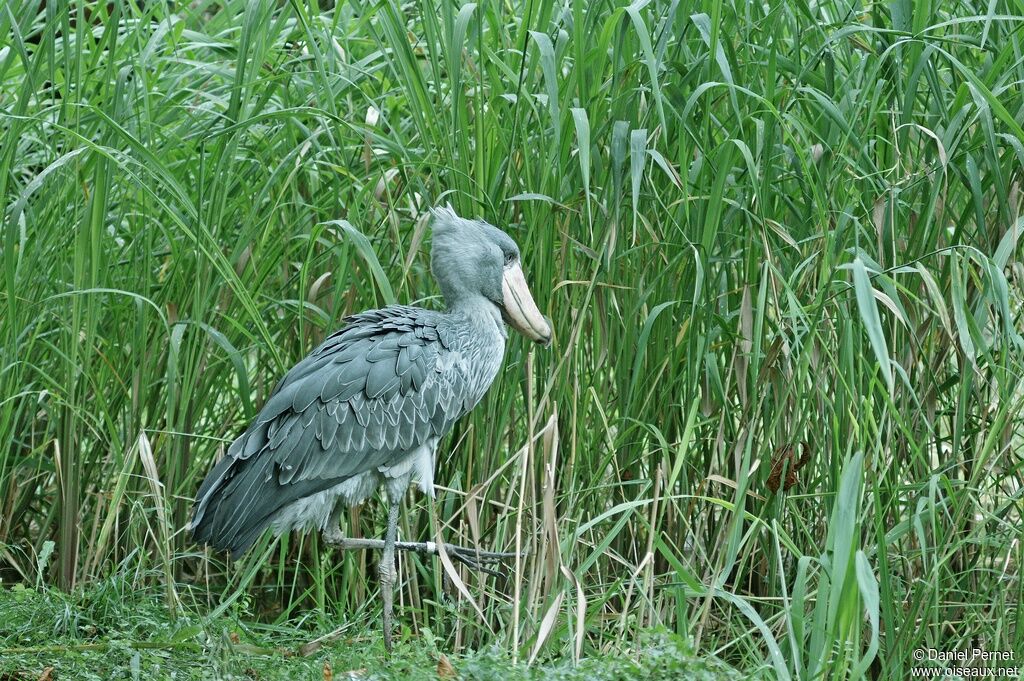 Bec-en-sabot du Nil mâle adulte, identification