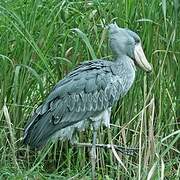 Shoebill