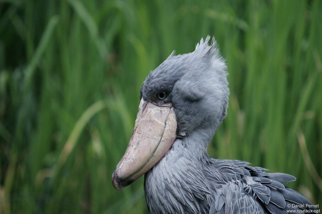 Shoebill male adult, identification