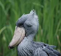 Shoebill