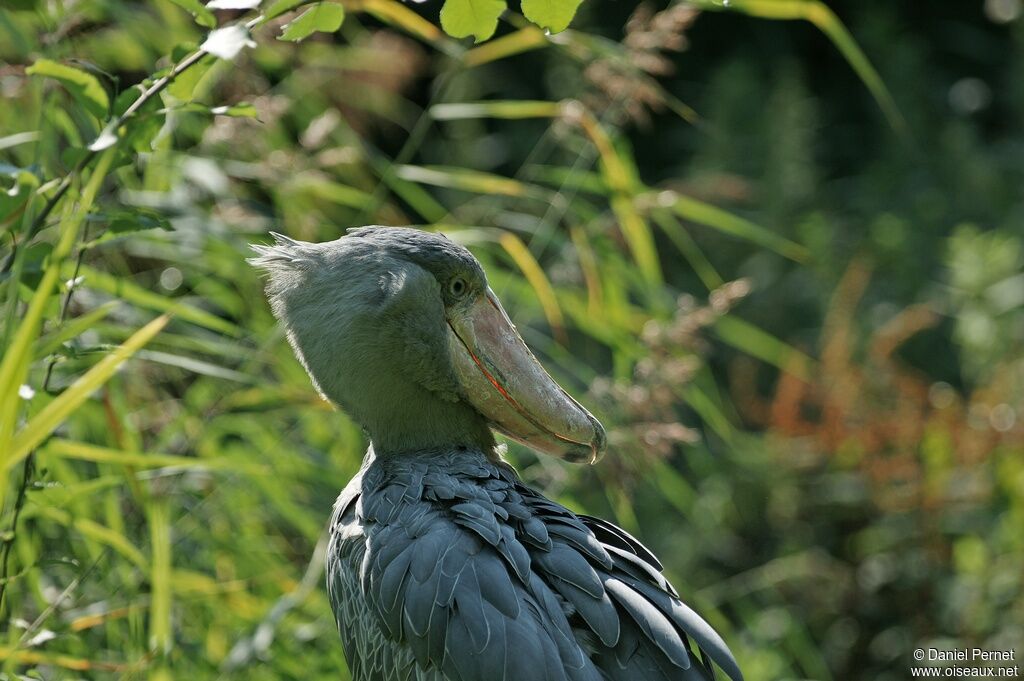 Shoebill male adult, identification