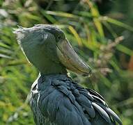 Shoebill