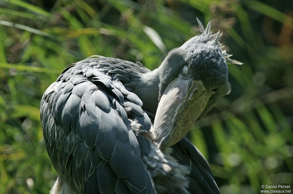 Shoebill male adult, identification