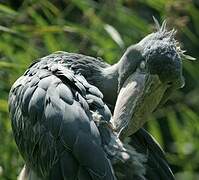 Shoebill