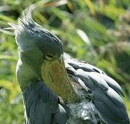 Shoebill