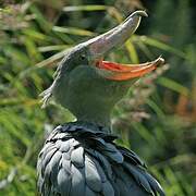 Shoebill