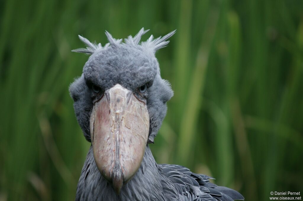 Shoebill male adult, identification