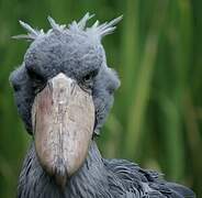 Shoebill