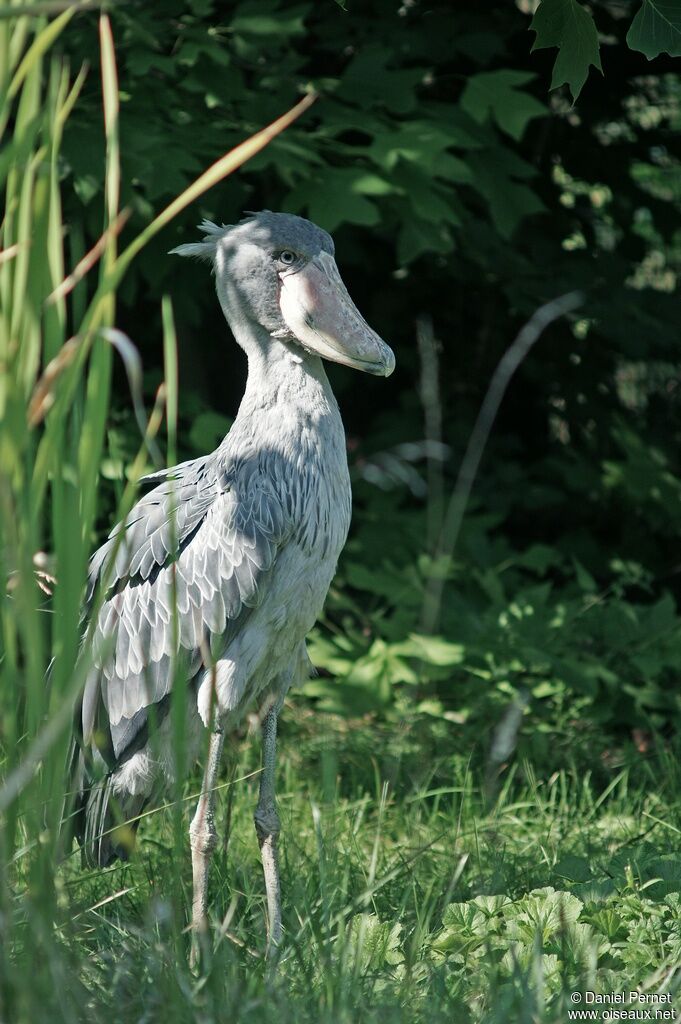 Bec-en-sabot du Nil mâle adulte, identification