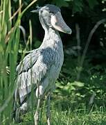 Shoebill