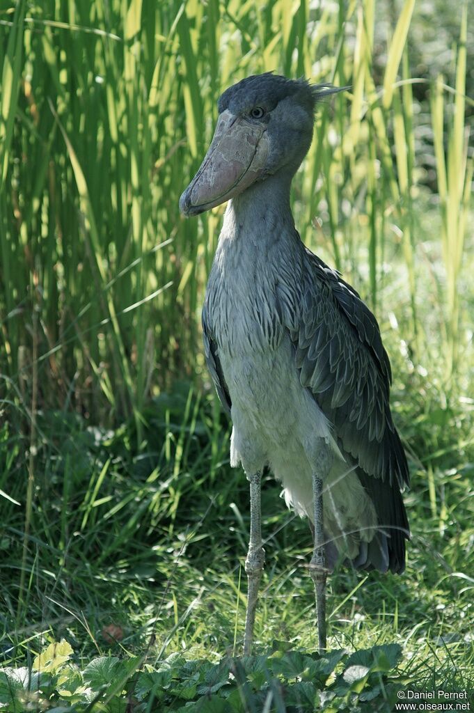 Bec-en-sabot du Nil mâle adulte, identification