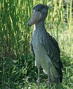 Shoebill