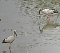 Asian Openbill