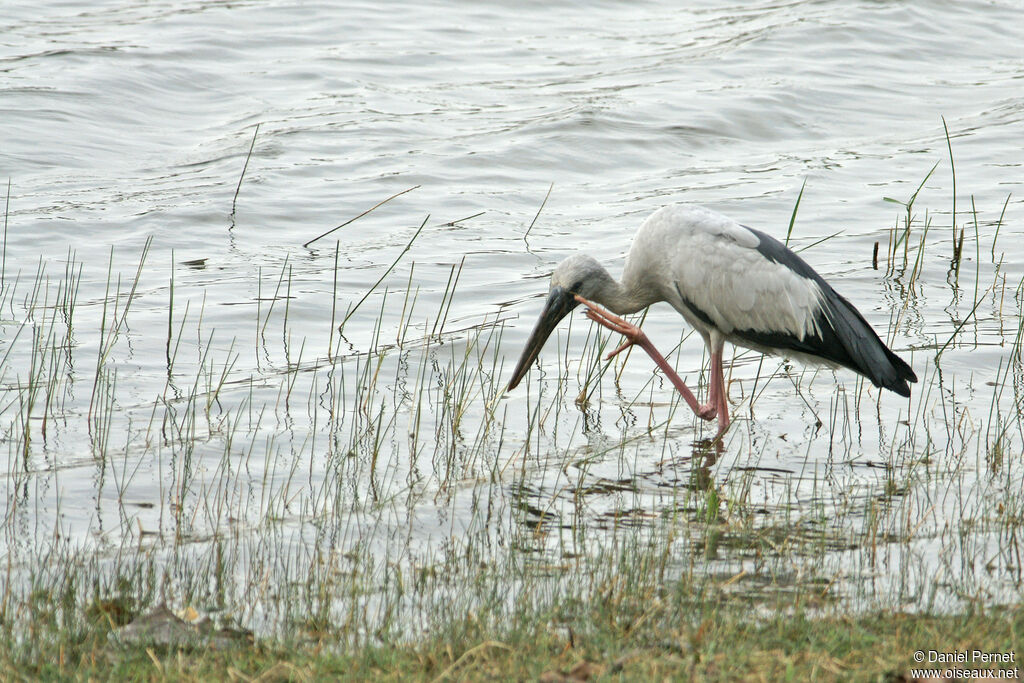 Asian Openbilladult, habitat, walking