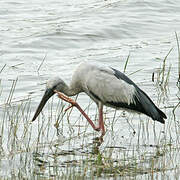 Asian Openbill