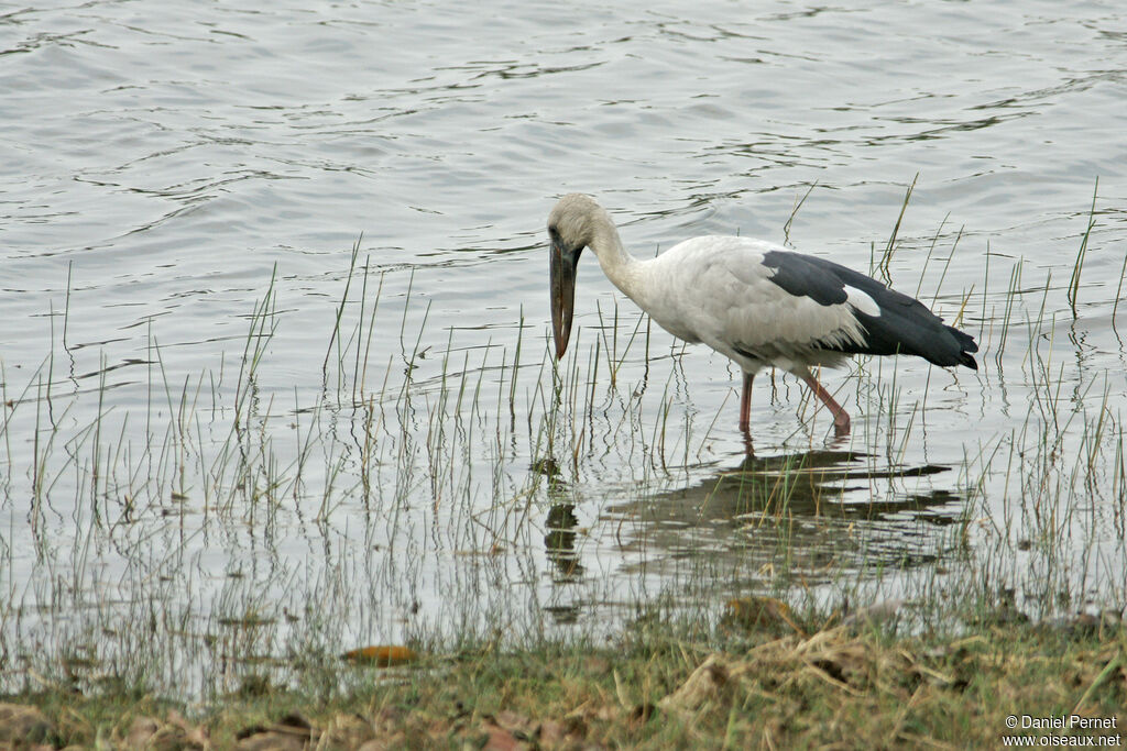 Asian Openbilladult, habitat, walking