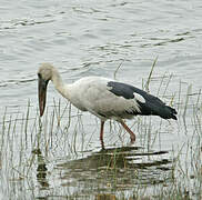 Asian Openbill