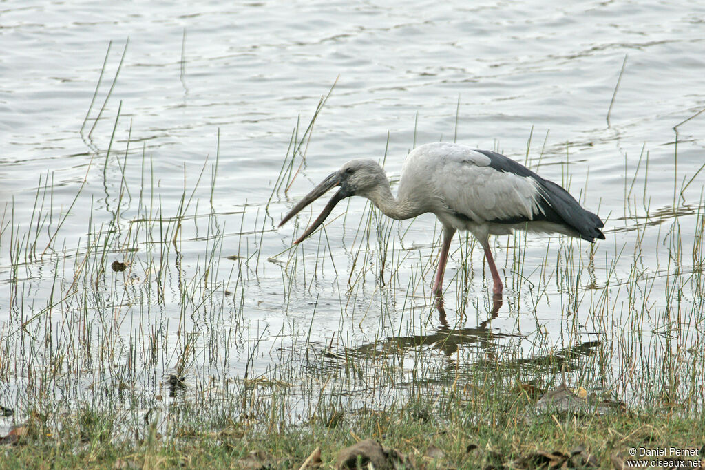 Bec-ouvert indienadulte, habitat, marche, mange