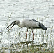 Asian Openbill