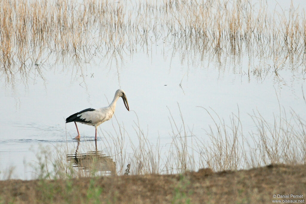 Bec-ouvert indienadulte, pêche/chasse, mange