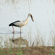 Asian Openbill