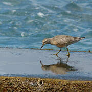 Red Knot