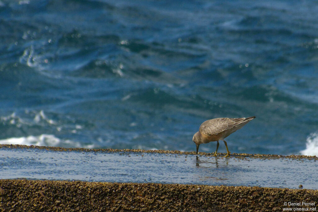 Red Knotadult, walking, eats