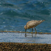 Red Knot