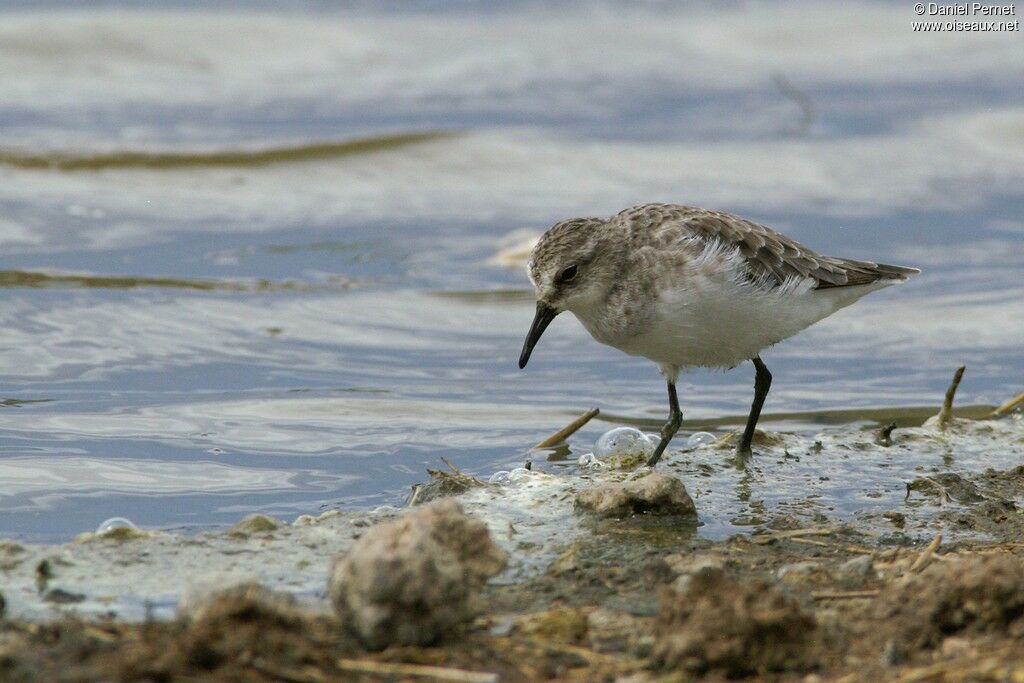 Bécasseau minuteadulte internuptial, identification