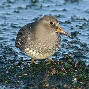 Purple Sandpiper