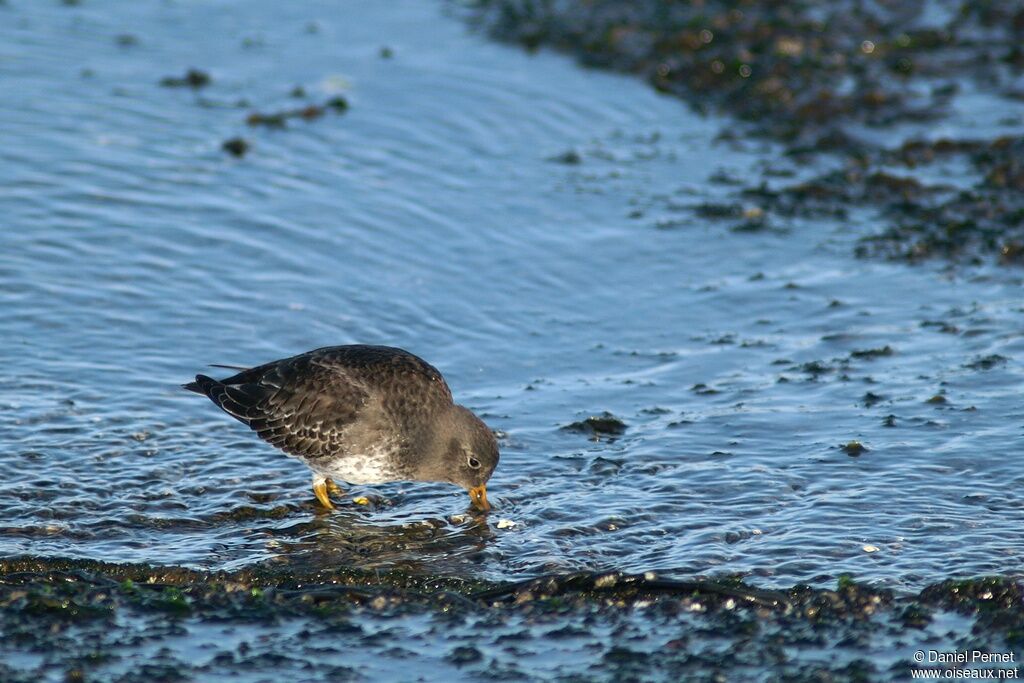 Purple Sandpiperadult post breeding, Behaviour