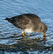 Purple Sandpiper