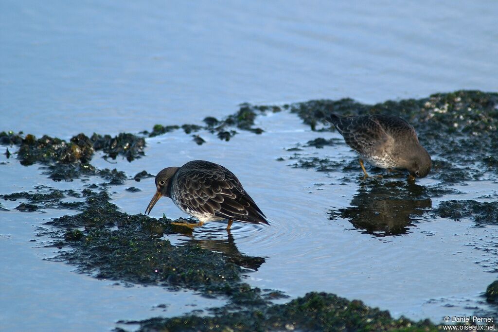 Purple Sandpiperadult post breeding, Behaviour