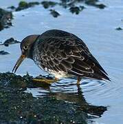 Purple Sandpiper