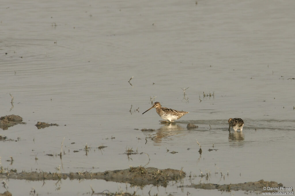 Bécassine des maraisadulte, habitat, mange