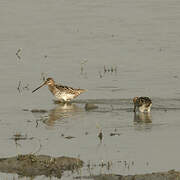 Common Snipe