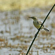 Citrine Wagtail