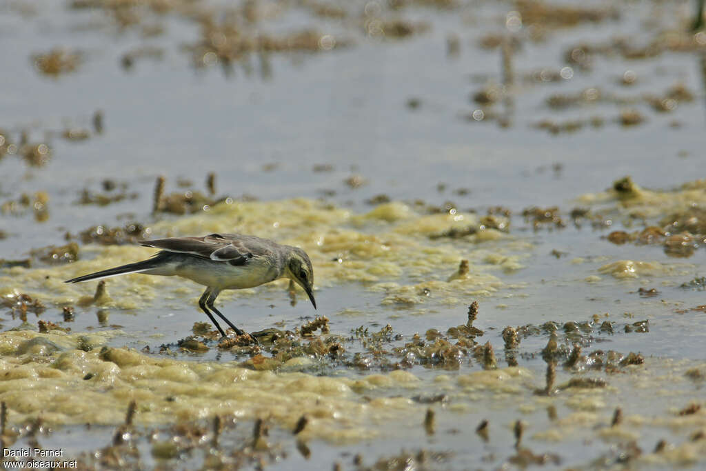 Bergeronnette citrine femelle adulte, habitat, pêche/chasse, mange