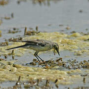 Citrine Wagtail