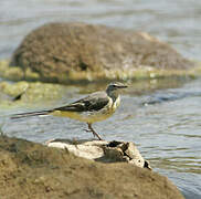 Grey Wagtail