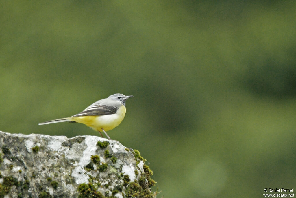 Grey Wagtailadult, walking, fishing/hunting, Reproduction-nesting